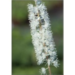 Cimicifuga ramosa - Świecznica gałęzista - Pluskwica groniasta - białe, wys. 200, kw 8/10 FOTO