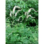 Cimicifuga ramosa - Świecznica gałęzista - Pluskwica groniasta - białe, wys. 200, kw 8/10 FOTO