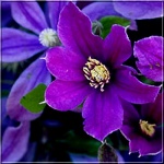 Clematis Etoile Violette - Powojnik Etoile Violette - fioletowe FOTO 