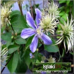Clematis integrifolia Arabella - Powojnik całolistny Arabella - fioletowo-niebieskie FOTO