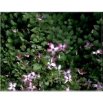 Clematis Minuet - Powojnik Minuet - białe z różowo-fioletowym FOTO