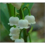 Convallaria majalis - Konwalia majowa - biały, wys 20, kw 5 FOTO