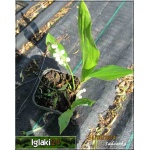 Convallaria majalis - Konwalia majowa - biały, wys 20, kw 5 FOTO