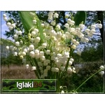 Convallaria majalis - Konwalia majowa - biały, wys 20, kw 5 C0,5