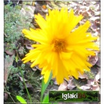 Coreopsis grandiflora Sunray - Nachyłek wielkokwiatowy Sunray - żółty pełny, wys 50, kw 6/8 C0,5