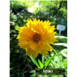 Coreopsis grandiflora Sunray - Nachyłek wielkokwiatowy Sunray - żółty pełny, wys 50, kw 6/8 FOTO