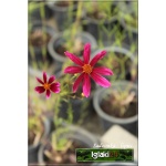Coreopsis hybrid Show Stopper - Nachyłek mieszańcowy Show Stopper - różowe, wys 45, kw 6/9 FOTO