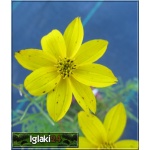 Coreopsis verticillata Zagreb - Nachyłek okółkowy Zagreb - żółty, wys 40, kw 6/9 FOTO