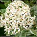 Cornus alba Elegantissima - Dereń biały Elegantissima - białe FOTO