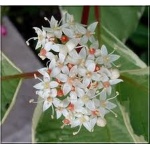 Cornus alba Elegantissima - Dereń biały Elegantissima - białe FOTO
