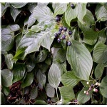 Cornus alternifolia - Dereń skrętolistny - kremowobiałe FOTO