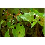 Cornus alternifolia - Dereń skrętolistny - kremowobiałe FOTO
