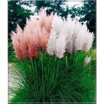 Cortaderia selloana Pink Feather - Trawa pampasowa Pink Feather - różowa - ozdobne puszyste kłosy różowe, wys 250, kw 9 FOTO