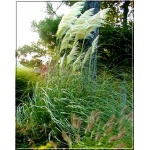 Cortaderia selloana Sunningdale Silver - Trawa pampasowa Sunningdale Silver - kremowobiałe, wys. 250, kw. 9 FOTO