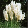 Cortaderia selloana White - Trawa pampasowa biała - ozdobne puszyste kłosy, biała , wys 250, kw 9 FOTO 