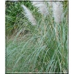 Cortaderia selloana White Feather - Trawa pampasowa White Feather - biała - ozdobne puszyste kłosy białe, wys 250, kw 9 FOTO