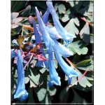 Corydalis elata Blue Heron - Kokorycz wzniesiona Blue Heron - niebieskie, wys. 25, kw 6/7 FOTO