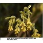 Corylopsis pauciflora - Leszczynowiec skąpokwiatowy - jasnożółte FOTO