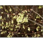 Corylopsis pauciflora - Leszczynowiec skąpokwiatowy - jasnożółte FOTO