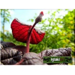 Corylus avellana Red Majestic - Leszczyna pospolita Red Majestic FOTO