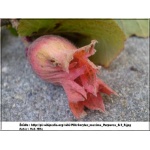 Corylus maxima Purpurea - Leszczyna południowa Purpurea FOTO