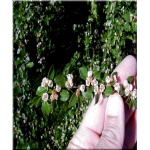 Cotoneaster divaricatus - Irga rozkrzewiona FOTO 