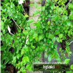 Cotoneaster lucidus - Cotoneaster acutifolius - Irga błyszcząca FOTO