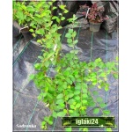 Cotoneaster multiflorus - Irga wielokwiatowa FOTO