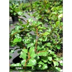 Cotoneaster nanshan - Cotoneaster praecox - Irga wczesna FOTO 