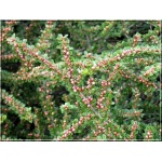 Cotoneaster perpusillus - Irga drobniutka FOTO 