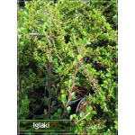 Cotoneaster perpusillus - Irga drobniutka FOTO 