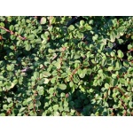 Cotoneaster procumbens Queen of Carpet - Irga drobnolistna Queen of Carpet FOTO