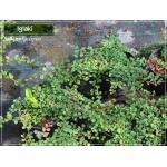 Cotoneaster procumbens Queen of Carpet - Irga drobnolistna Queen of Carpet FOTO