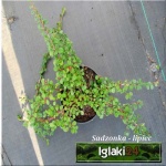 Cotoneaster procumbens Streib\'s Findling - Cotoneaster microphyllus Streib\'s Findling - Irga płożąca Streib\'s Findling FOTO