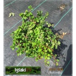 Cotoneaster procumbens Streib\'s Findling - Cotoneaster microphyllus Streib\'s Findling - Irga płożąca Streib\'s Findling FOTO