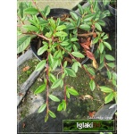 Cotoneaster salicifolius Parkteppich - Irga wierzbolistna Parkteppich FOTO