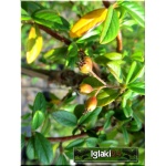 Cotoneaster salicifolius Parkteppich - Irga wierzbolistna Parkteppich FOTO
