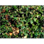 Cotoneaster salicifolius Parkteppich - Irga wierzbolistna Parkteppich PA FOTO