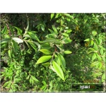 Cotoneaster salicifolius - Irga wierzbolistna FOTO