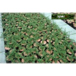 Cotoneaster suecicus Coral Beauty - Irga szwedzka Coral Beauty C2 10-20x20-60cm