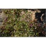 Cymbalaria muralis - Cymbalaria murowa - fioletowe, wys. 10, kw 6/9 FOTO 
