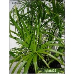 Cyperus alternifolius - Cibora zmienna - Trawa nilowa - Papirus FOTO 