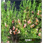 Cytisus praecox Zeelandia - Żarnowiec wczesny Zeelandia - lilaróżowo-kremowe FOTO 