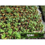 Delphinium cultorum Astolat - Ostróżka ogrodowa Astolat - różowe, wys 180, kw 6/7 FOTO