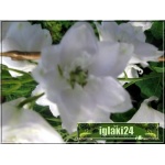 Delphinium cultorum Pacific Galahad - Ostróżka ogrodowa Pacific Galahad - biały, wys 40, kw 6/9 FOTO