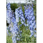 Delphinium cultorum Summer Skies - Ostróżka ogrodowa Summer Skies - niebieskie, wys 180, kw 6/7, 8/9 FOTO