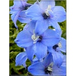 Delphinium cultorum Summer Skies - Ostróżka ogrodowa Summer Skies - niebieskie, wys 180, kw 6/7, 8/9 FOTO
