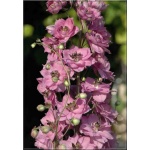 Delphinium Elatum Dusky Maidens - Ostróżka ogrodowa Dusky Maidens - różowe, wys. 160, kw. 6/9 FOTO