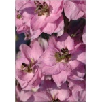 Delphinium Elatum Dusky Maidens - Ostróżka ogrodowa Dusky Maidens - różowe, wys. 160, kw. 6/9 FOTO