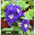 Delphinium Elatum Purple Passion - Ostróżka ogrodowa Purple Passion - fioletowe, wys. 160, kw. 6-9 FOTO
